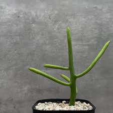 Image result for Euphorbia zambesiana