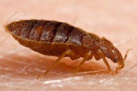 Whether you are suffering from an. Bed Bug Removal Control Brighton Hove Bailey Pest Control