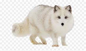 Check spelling or type a new query. Cute Baby Arctic Wolf Hd Png Download Vhv