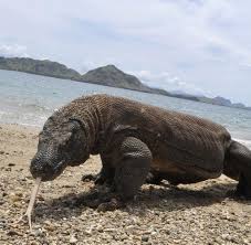 Talks have intensified over the past couple of days, with both parties expected to reach an agreement over the final fee. Biologie Komodowarane Sind Gemeingefahrliche Raubtiere Welt