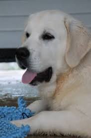 4 likes · 11 talking about this. Buckeye Kennels Kennel Golden Retriever Puppies