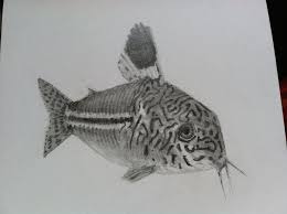 Maybe you would like to learn more about one of these? Tiff S Cory Catfish Drawing By Tyson Kidder