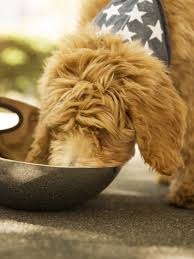Pet food products have been recalled if the date/lot code includes an expiration date on or before 07/09/22 and includes 05 in the date/lot code, which identifies products. There S A Huge Dog Food Recall Due To Salmonella Risk To Pets And People Self