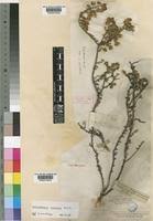 Image result for Eriocephalus microphyllus