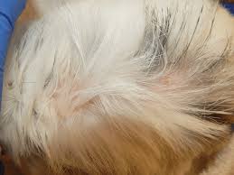 Image result for what do Cheyletiella look like in dog fur