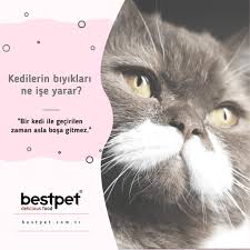 Bestpet Pet Supplies Facebook 53 Photos