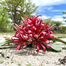 Image result for Ammocharis