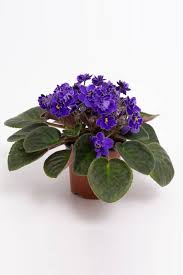 Maybe you would like to learn more about one of these? African Violets Indoor Plants Plantshop Me