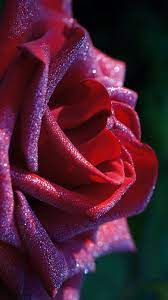 Flowers Wallpapers Hd And Widescreen Flower 4k Hd Wallpaper Http Www Fabuloussavers Com F Blue Flower Wallpaper Flower Wallpaper Beautiful Flowers Images