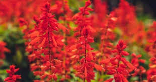 Maybe you would like to learn more about one of these? What Are The Best Annuals That Attract Hummingbirds