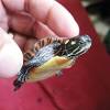 The painted turtle (chrysemys picta) is the most widespread native turtle of north america. 3