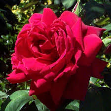 Image result for state bird and flower oklahoma