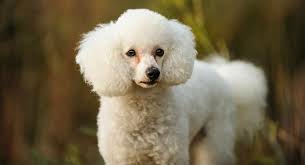 Find the perfect poodle miniature puppy for sale in florida, fl at puppyfind.com. White Poodle What Makes This Color Really Stand Out From The Crowd
