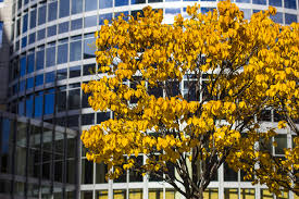 Maybe you would like to learn more about one of these? Commercial Air Duct Cleaning In Houston Austin Cypress Pearland Tx