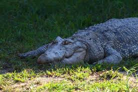 Johor crocodile farm with 1000s of crocodile, some 130 years old. Teluk Sengat Crocodile Farm Escapy Travel Mag