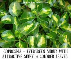 Dwarf evergreen shrub useful in the foreground of plantings or as a low formal hedge or edging in the garden. 10 Dwarf Evergreen Shrubs For Coastal Gardens