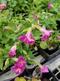 Image result for Mimulus