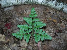 Image result for Ophioglossaceae