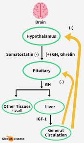 Igf 1 Miracle Hormone Or Health Hazard Diet Vs Disease