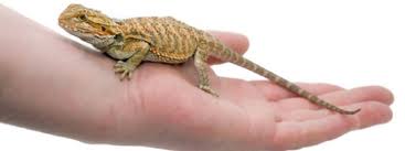 For sale what to look for in a healthy lizard and buying one from a pet store, reptile show, or online breeder. Newborn Baby Bearded Dragon Newborn Baby