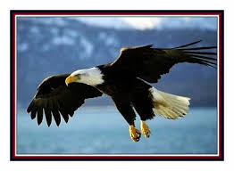 Learn about the spruce crafts' editorial process. American Bald Eagle Flight Usa Bird Counted Cross Stitch Pattern 7 09 Picclick Uk