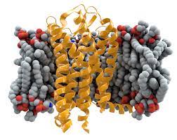 The reason seems to be that the normal function of ccr5 is redundant in our genes; Ccr5 Wikipedia