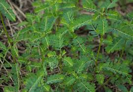 Image result for Phyllanthus nyikae