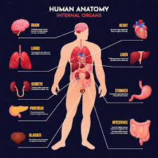 Image result for internal organs