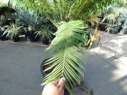 Image result for Cycas thouarsii