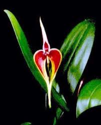 Image result for Bulbophyllum kivuense