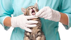 Well pet clinic near me. 12 Jobs Working With Animals That Actually Pay Pretty Well
