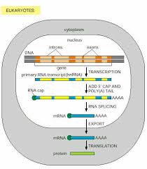 Jul 01, 2021 · ผลการทดลองขั้นสุดท้ายพบวัคซีนชนิด mrna จาก curevac มีประสิทธิภาพ. Http Conf Agi Nu Ac Th Webnewasp Ereading Gene Unit5 Pdf