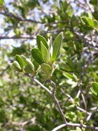 Image result for Diospyros lycioides