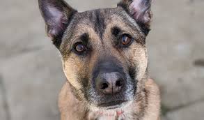 The pet detectives is a company that has established itself as a market leader in the investigation of animal theft and the recovery of stolen and missing cats and dogs throughout the united kingdom. Home Wood Green The Animals Charity