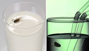 Will have knowledge of the true source. Betul Ke Ada Hadis Kalau Minuman Dimasuki Lalat Sunat Celup Dulu Sebelum Buang Dan Minum Ini Jawapan Mufti