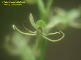 Image result for Habenaria barrina