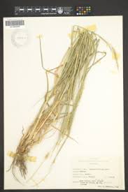 Image result for Cenchrus biflorus