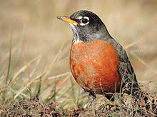 See full profile of this website. American Robin Wikipedia