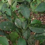 Image result for Leptaulus