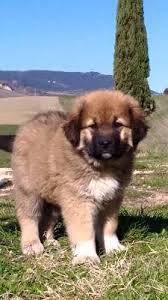 335 del 09/02/2011 (en fr) nome originale sredneaziatskaâ ovčarka origine russia: Pastore Del Caucaso Cani Marche Annunci Animali Trovacuccioli Com Gratis Cani Gatti