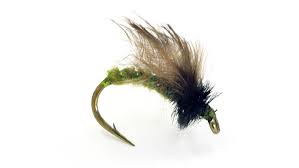 カディス ピューパ