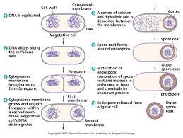 Biology Pictures Endospore Formation Study Biology Microbiology Biology