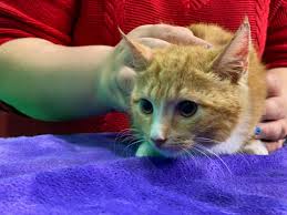 6020 harrison rd , macon, ga 31206. Cat Of The Week Chewy 41nbc News Wmgt Dt