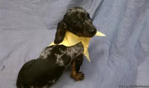 Piper and magic had a beautiful litter of piebald puppies, born october 2020. Miniature Dachshund Puppy For Sale In South Florida Dapple Color For Sale In Davie Florida Best Pets Online