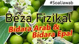 Adapun, jenis antioksidan yang terdapat dalam buah bidara adalah, flavonoid, polisakarida, dan. Cara Beza Pokok Bidara Arab Dan Bidara Epal 3 Beza Fizikal Pokok Bidara Yang Wajib Anda Tahu Youtube