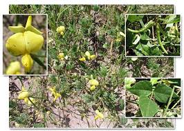 Image result for Vigna luteola