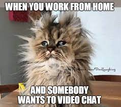 Cat Meme I M Not Playing With You Guys No Mores Google Search Working From Home Meme Funny Images Work Humor