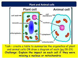 Organelles common to all cells are: New Aqa 2016 Biology Chapter 1 Lesson 2 Animal And Plant Cell Theory Lesson Teaching Resources