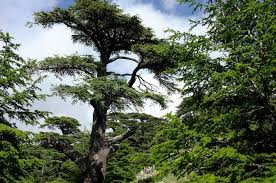 Long polymer chains, makes latex used to be only source of rubber.eucalyptus tree sap: Cedars Of Lebanon The Cedars Of God Amusing Planet
