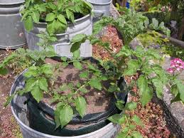 Wichtig ist, verschiedene sorten auszuwählen, um eine langgestreckte ernte zu haben und die kartoffeln anzuhäufeln. Es Muss Nicht Immer Acker Sein Im Garten Die Rheinpfalz